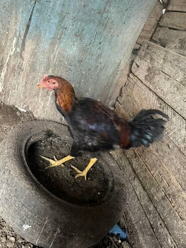 щенки хаски цена бишкек: Продаю | Петух | Для разведения — 7