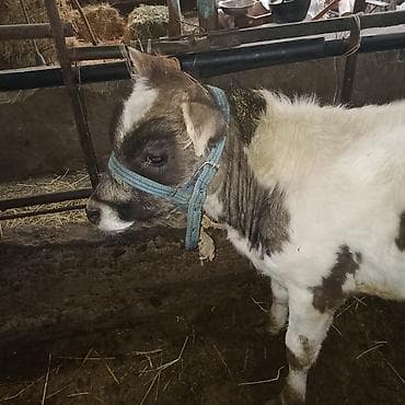 тай кунтуу: Продаю | Бык (самец) — 2