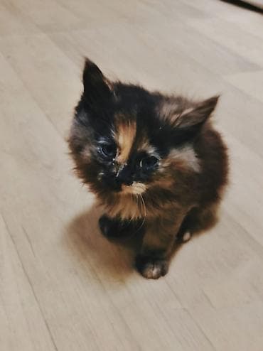 scottish fold: Беспородная, 1 месяц, Девочка, Приучена к лотку — 4