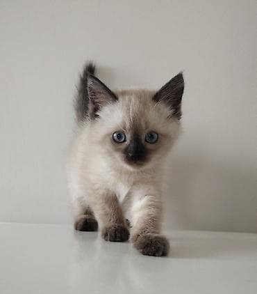 сиамский котенок цена: Сиамская, 2 месяца, Девочка, Приучена к лотку — 4