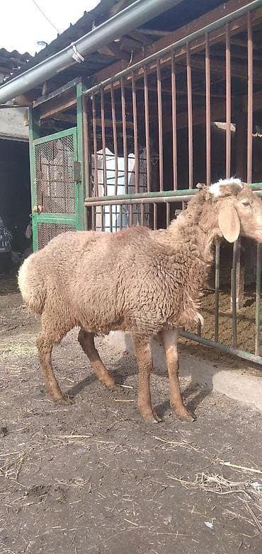 птица голуби: Продаю | Овца (самка) | Для разведения | Матка — 2
