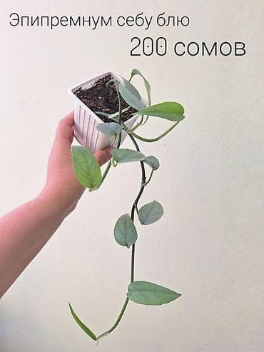 сколько стоит мандарин: 🌿 Комнатные растения/цветы (укоренённые черенки/молодые — 6