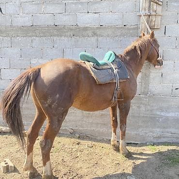 возьму собаку: Продаю | Жеребец | Рабочий — 3