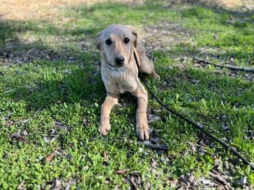 отдам в добрые руки котенка: Ищем дом молодому кобельку. Отличный звоночек,привезём сами. Привит — 1