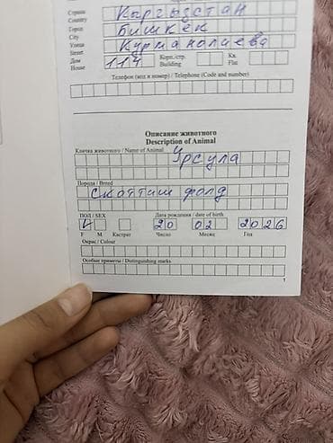 Шотландский вислоухий котёнок (Scottish Fold) - Окрас — 7