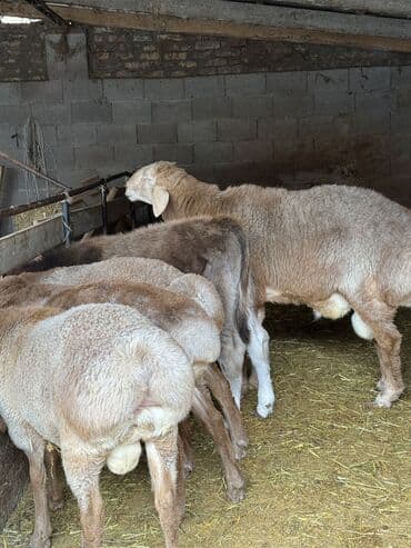 продаю в связи с переездом: Продаю | Баран (самец) | Для разведения | Племенные — 5