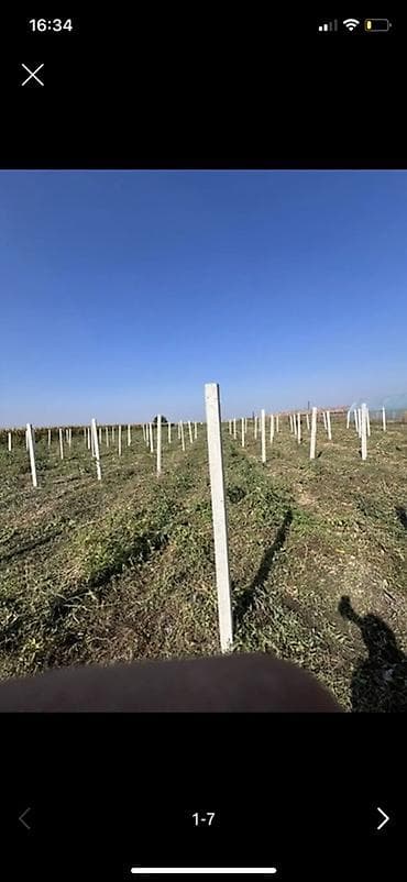 голова коровы: Железобетонные столбы для сада/виноградника - Материал: армированный — 4