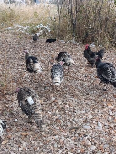 собака алабай: Продаю | Индюшка (самка) | Для разведения | Племенные — 4