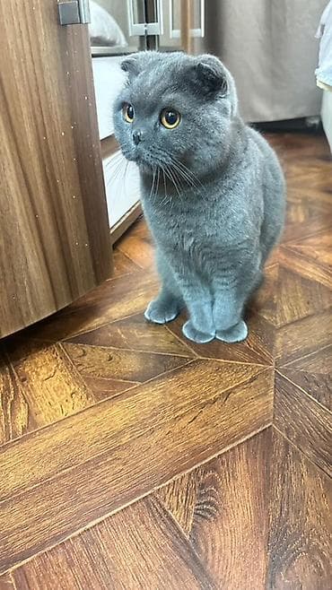 купить котенка шотландца: Шотландский вислоухий кот (Scottish Fold), окрас блю (голубой). Сдам в — 2