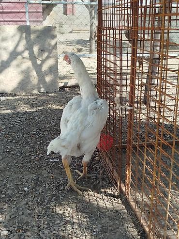 собаки в бишкеке: Дакан АК мекиш сатылат тулоп жатат алмашу жолдору бар жемге жугоруго — 5