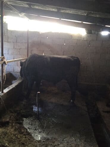 купить собаку доберман в бишкеке: Продаю | Бык (самец) | На откорм | Привязанные — 3