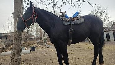 куплю собаку хаски: Польша Кунан жазга бышты болот баасы 6000$ документи жок бою 1 66 — 3