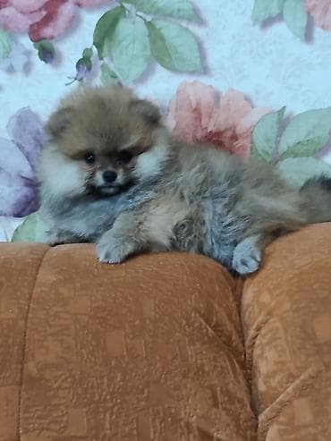 пекинес купить: Шпиц щенки с документами - Круглая мордочка, маленькие ушки - — 2