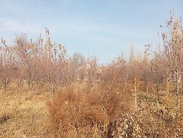 2 8: Сокулуктан үй Сатылат . ул Советская цена договорная — 3