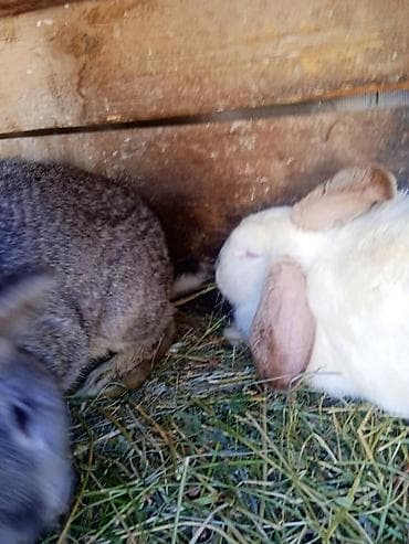 щенки охотничьих собак: Продаю | Кролик самец | Для разведения | Племенные — 2