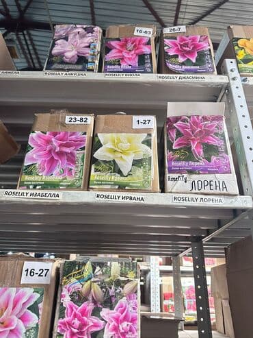 Дрова: Луковицы цветка: Лилейники — 5