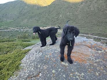 собаки бишкек: Щенки крупной породы, черные, с длинной шерстью и бородкой, уши — 3
