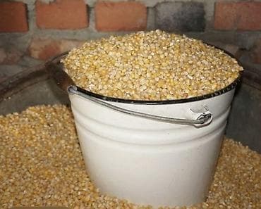 Кукуруза - Кормовая кукуруза - Подходит для откорма и кормления
