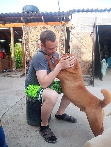 Продажа собак: Шарпей, рыжий окрас. - Порода: шарпей (короткошёрстный, характерные — 2