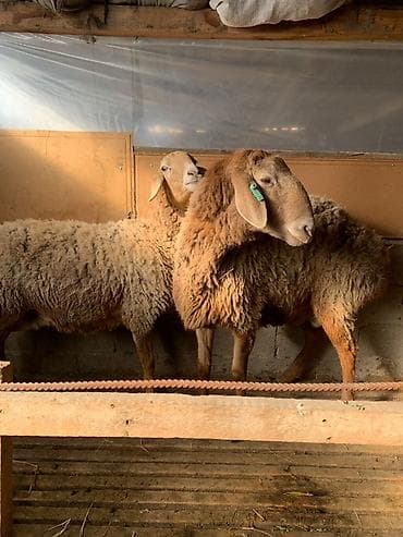 арашан кочкор сатылат: Сатам | Ургаачы кой (ургаачы) | Арашан — 2