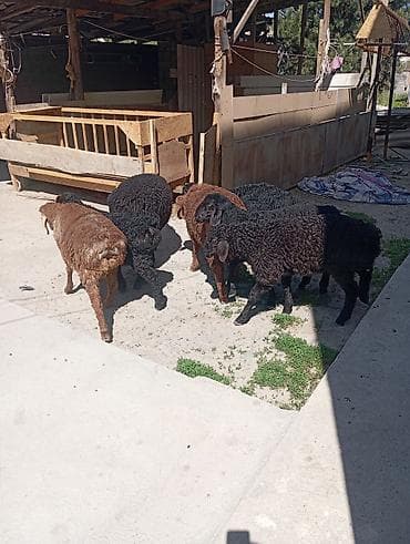 баранина живой: Продаю | Ягненок | На забой — 3