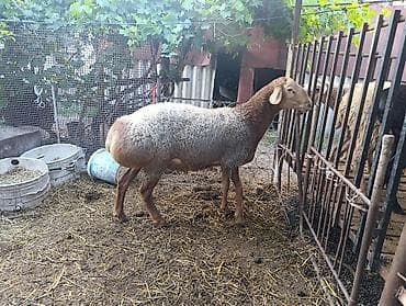 кошка балыкчы: Продаю | Баран (самец) | Арашан | На забой, Для разведения — 9
