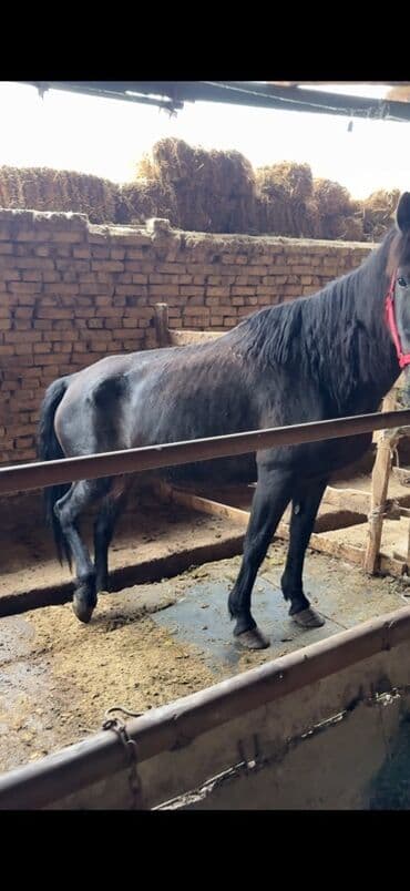 продаю доберман: Продаю | Кобыла (самка) | На забой | Племенные — 4