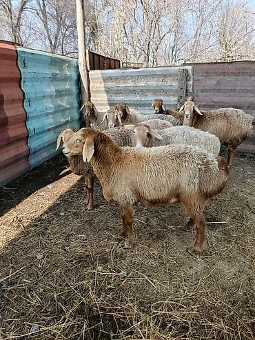 Баран, овца: Продаю | Баран (самец) | Арашан | Для разведения | Матка — 1