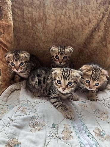 3 котёнка! 2 девочки и один мальчик! Вислоухие бенгалы. папа бенгал