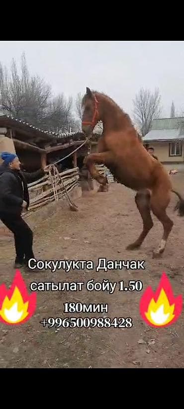 Птицы: Продаю | Жеребец | Дончак | Рабочий — 3