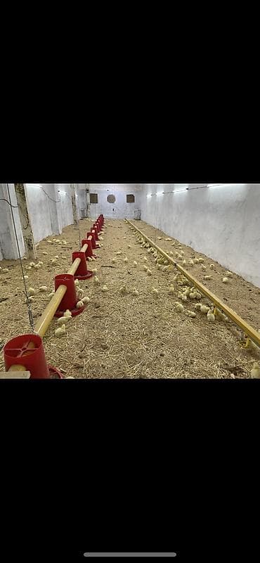 кормушки для кур: Линия автоматической кормо‑ и поилочной раздачи для птицы — 5