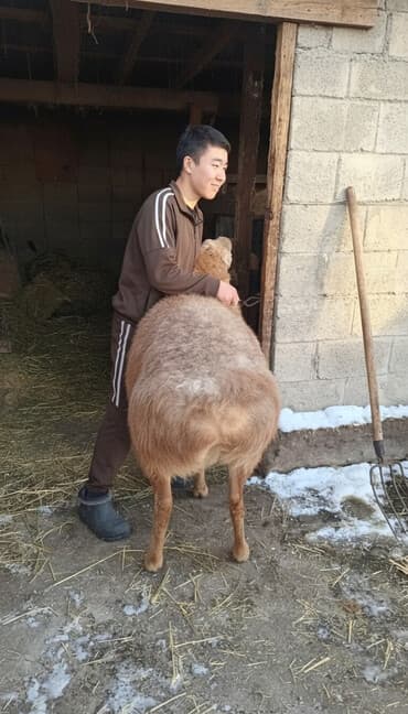 седло для осла: Самец осеменитель, порода эдельбай, рост 95 см — 1