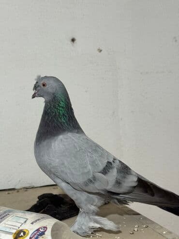 Продам двух самцов