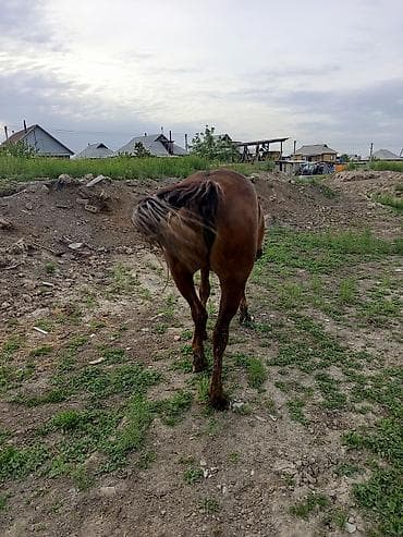 ат алам: Продаю | Кобыла (самка) | Дончак | Рабочий | Племенные — 8