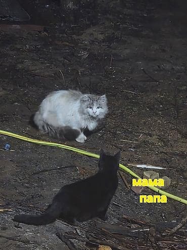 кошки кант: Беспородная, 1 месяц, Мальчик, Приучена к лотку — 2