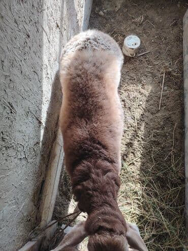 в связи с переездом отдам попугая жако в добрые руки: Продаю | Баран (самец) | Гиссарская, Полукровка, Арашан | На забой, Для разведения — 5
