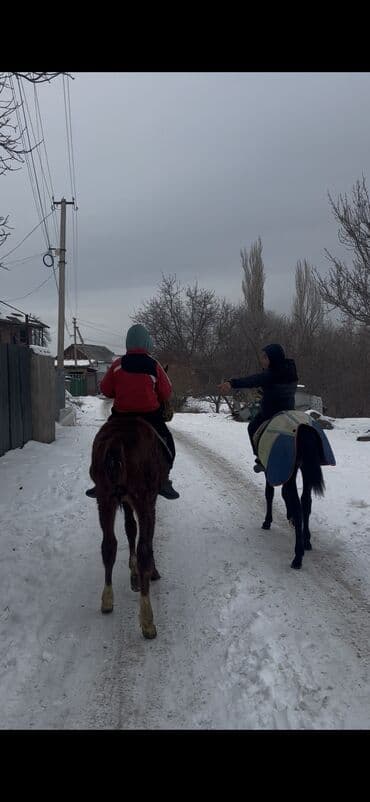 жабы: Продаю | Жеребенок | Английская | Конный спорт | Племенные — 1