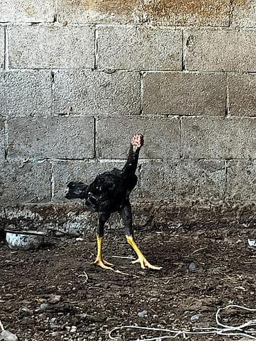 адам дарим: Дагаворноя — 7