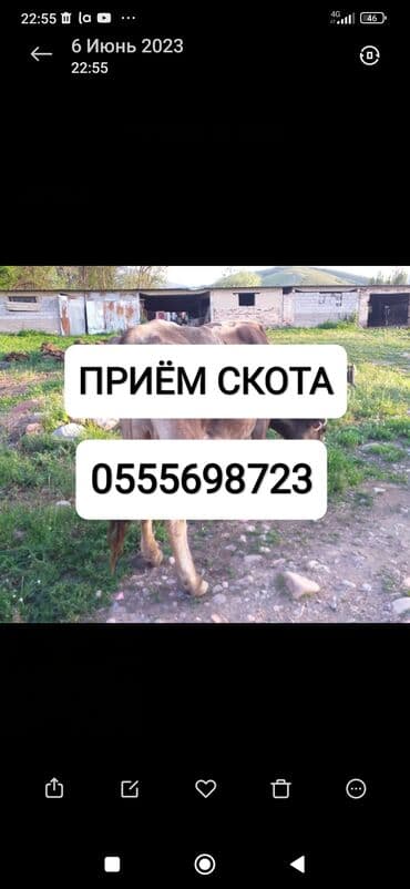 Куплю | Коровы, быки, Лошади, кони | Круглосуточно, Любое состояние, Забитый