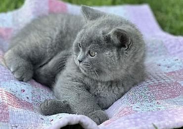 кошка кот: Британская короткошёрстная, 2 месяца, Девочка, Лиловый — 2