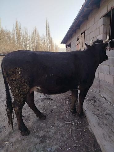 Кемирүүчүлөр: Сатам | Уй (ургаачы) | Көбөйтүү үчүн | Музоологондон кийин — 2