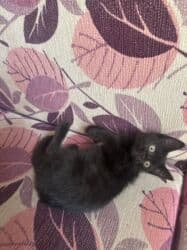 мейн кун бишкек питомник lyubushka купить котенка цена фото: Скотиш Страйт (Шотландская прямоухая), 3 месяца, Девочка, Черный, Приучена к лотку, Проглистована — 2