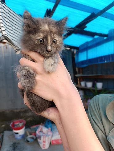 Продажа кошек: В Добрые руки. БЕСПЛАТНО!!!Котята домашние, разноокрасочные: - — 7