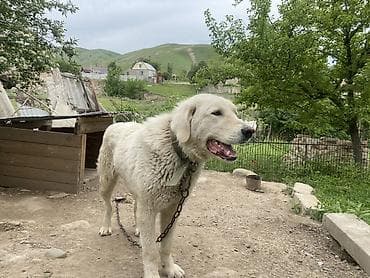 продажа кормов для сельскохозяйственных животных: Алабай, 1 год, Самец — 3