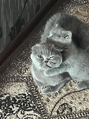 Кошки: Британские котята, окрас голубой (серый). - Плюшёная плотная шерсть — 1