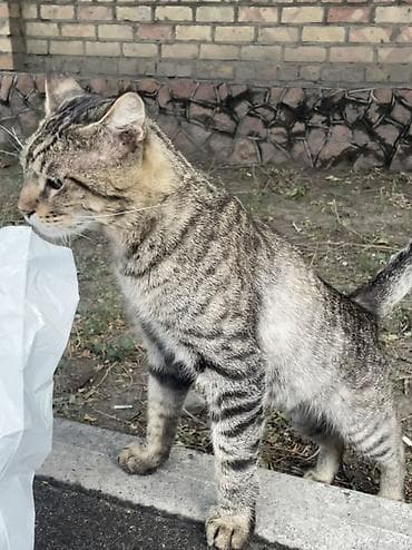 Кошки: 2 года, Мальчик — 4
