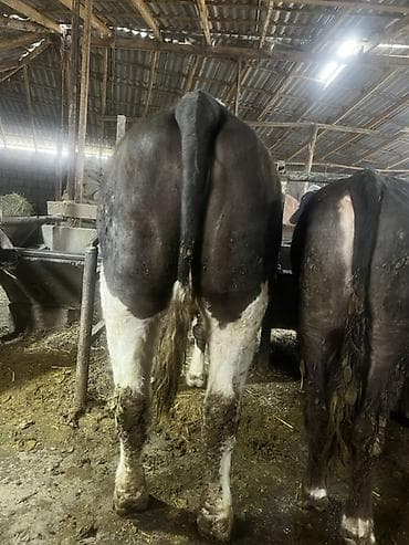 бычки купить оптом: Продаю | Корова (самка) | Полукровка | На откорм | Привязанные — 2