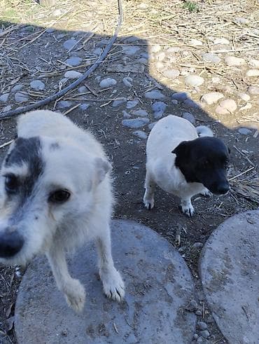Щенки/молодые собаки среднего размера, дворняги. Окрас: один белый с