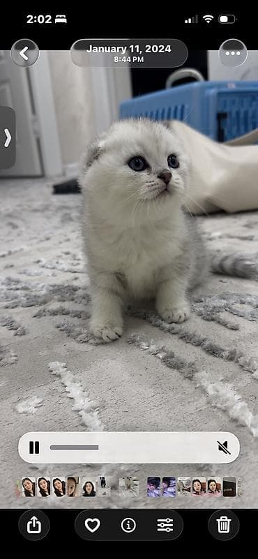 купить котенка шиншилла: Скотиш Фолд (Шотландская вислоухая), 1 месяц, Мальчик, Серебристая шиншилла, Приучена к лотку — 4