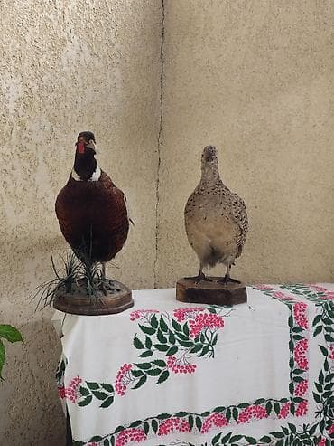 килем бишкек: Таксидермические чучела фазанов (пара) — 2